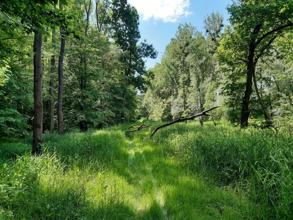 2024-09-14_Rheinauen